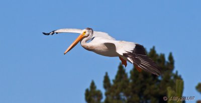 White Pelican