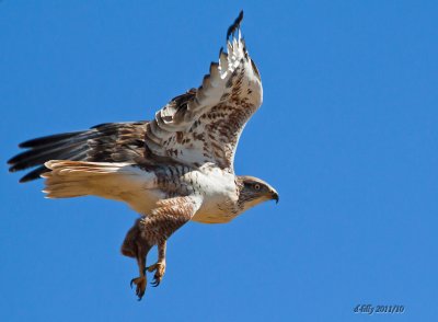 Ferruginous Hawk