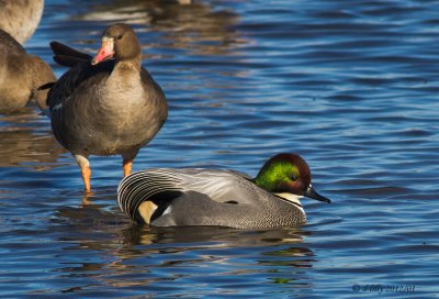 Falcated Duck and Greater White-fronted Goose