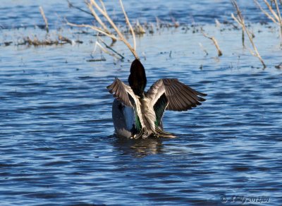 Falcated Duck, wing-flap