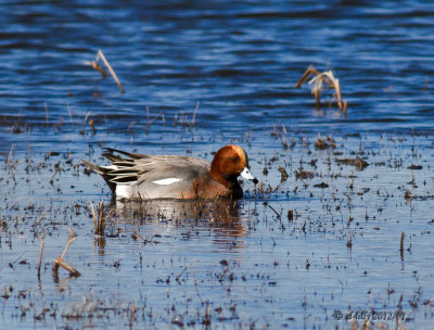 Eurasian Wigeon