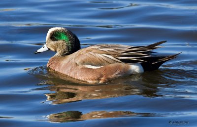 American Wigeon