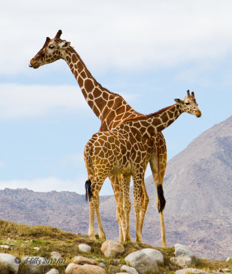 Giraffes, mom and baby