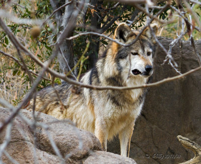 Lobos, mexican wolf