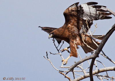 Red-tailed Hawk landing