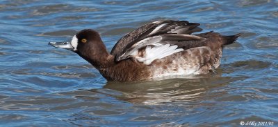 Lesser Scaup, female