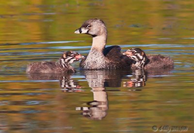 Pied-billed Grebe and babies