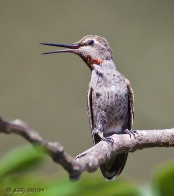 Annas Hummingbird, female