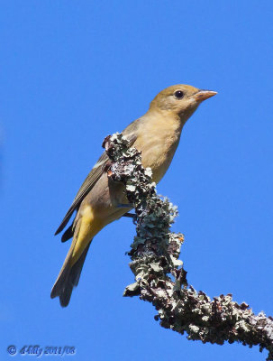 Western Tanager, female