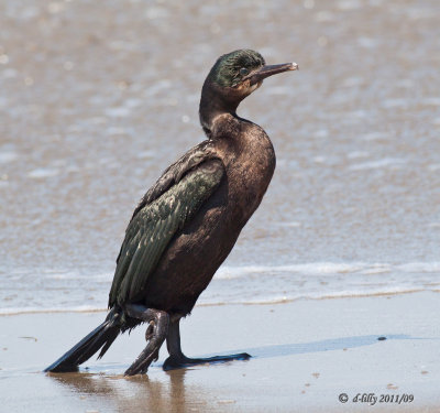 Brandt's Cormorant