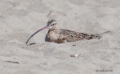 Long-billed Curlew