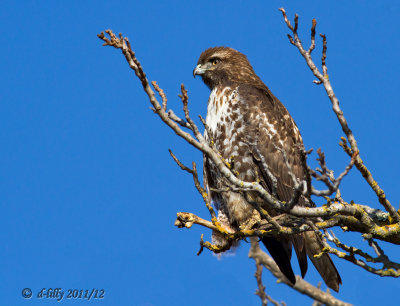 Red-tailed Hawk on tree