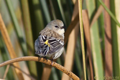 g4/18/1027718/3/141770769.pIHA1fe0.jpg