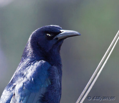 Long-tailed Grackel, portrait