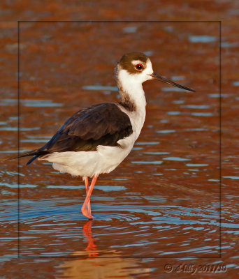 Black-necked Stilt