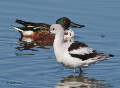 Avocet and Shoveler