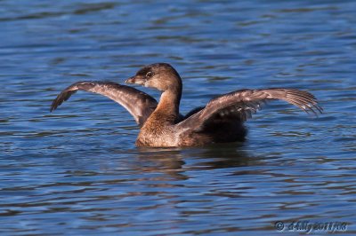 Pied-billed Grebe wing-flap