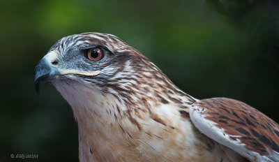 Ferruginous Hawk