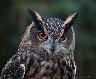 Eurasian Eagle-owl