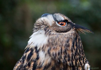 Eurasian Eagle-owl, upward look