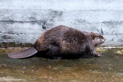 Beaver on spillway