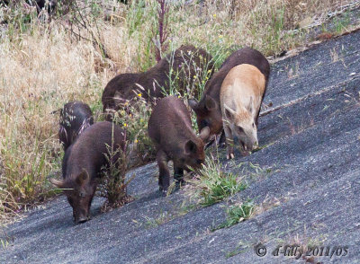 Wild pigs on dam