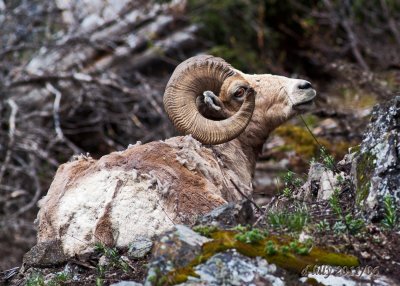 Big-horned Sheep