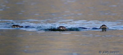 River Otters