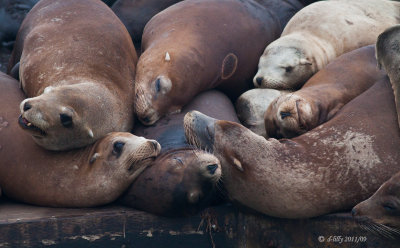 Sea Lions resting