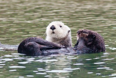 Sea Otters