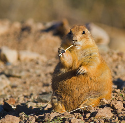 Prarie Dog with straw