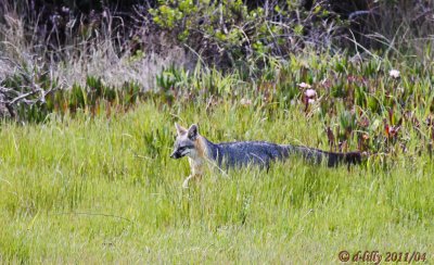 Gray Fox