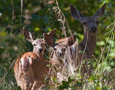 Fawns and Doe