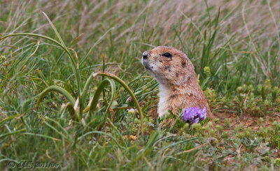 Prairie Dog and flower