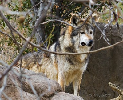 Mexican Wolf