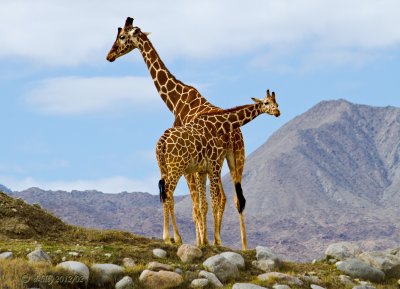 Giraff mother and child
