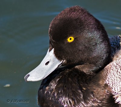 Greater Scaup