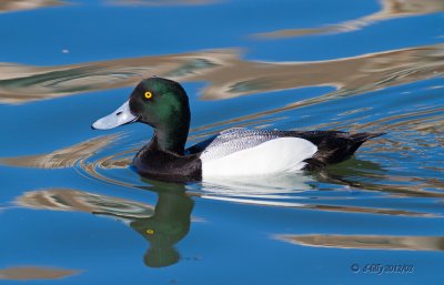 Greater Scaup, male