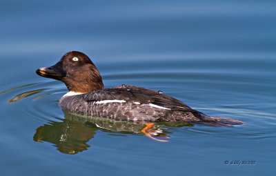 Common Goldeneye, female