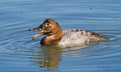 Canvasback, female