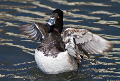 Greater Scaup