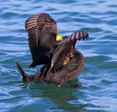 Black Scoter