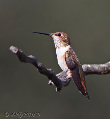 Rufous