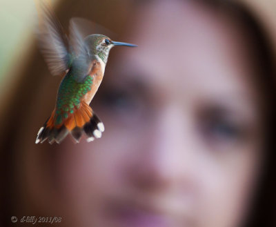 Rufous