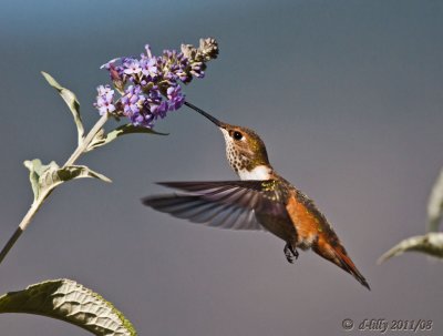 Rufous