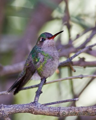 Broad-billed 