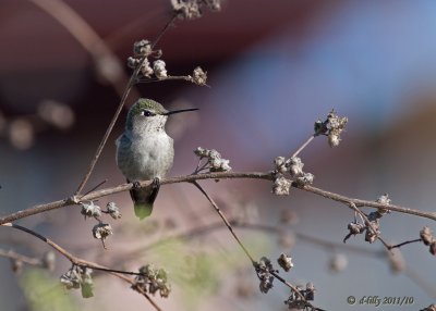 Anna's, female