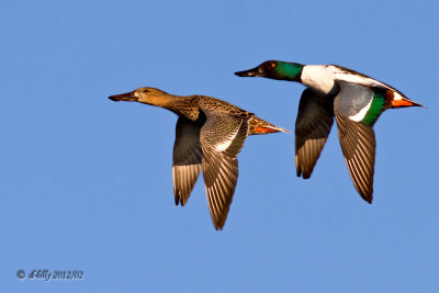 Northern Shovelers