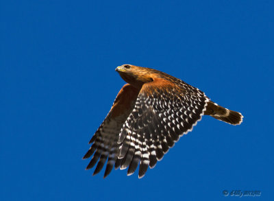 Red-shouldered Hawk