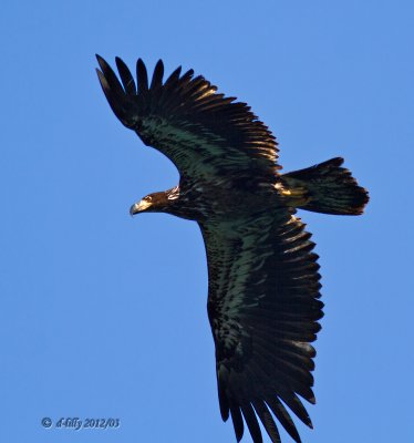 juvenile Bald Eagle